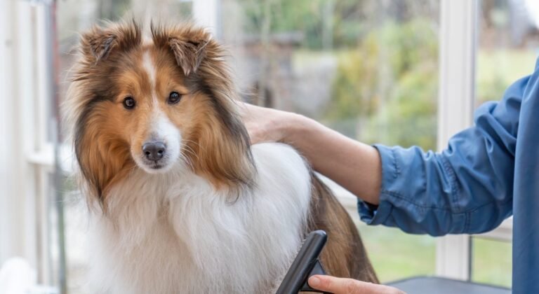 Démêlant Chien Poils Longs : Top 7 Testés + Technique Sans Douleur (2026) Démêlant Chien Poils Longs