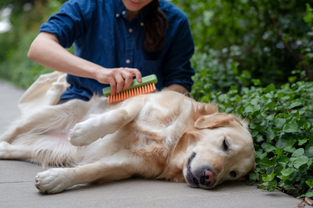 Mains d'un toiletteur tenant une mèche de Golden Retriever