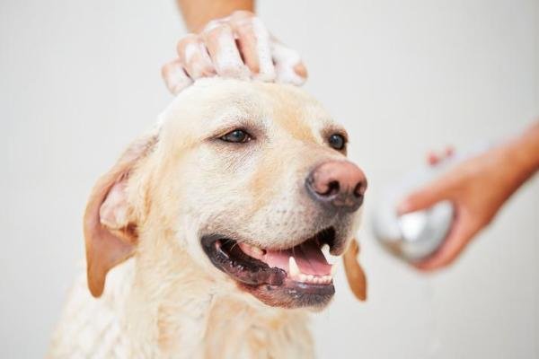Remède de grand-mère démêlant chien