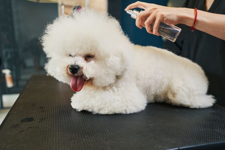 Remède de grand-mère démêlant chien